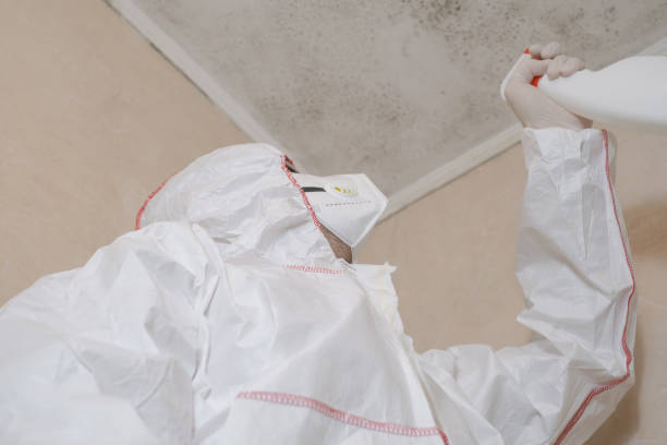 Best Bathroom Mold Remediation in USA